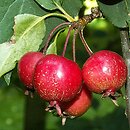 Malus (jabłoń)