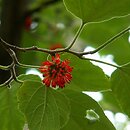 Broussonetia papyrifera (brusonecja chińska)