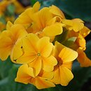 Primula ×polyantha Crescendo Orange
