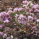 Kalmia polifolia (kalmia wielolistna)