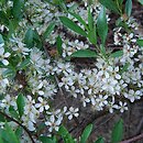 Prunus pumila (wiśnia drobna)