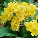 Primula ×polyantha Crescendo Yellow