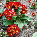 Primula (pierwiosnek)