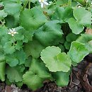 Saxifraga rotundifolia (skalnica okrągłolistna)