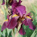 Iris hort. Red Orchid