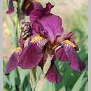 Iris hort. (kosaciec ogrodowy)