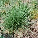 Festuca mairei (kostrzewa Maire'a)