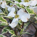 Cornus florida Cherokee Daybreak