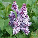 Syringa vulgaris Jules Simon