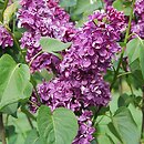 Syringa vulgaris Hugo de Vries