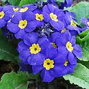 Primula ×polyantha Crescendo Blue