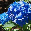 Hydrangea macrophylla Renate Steiniger