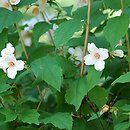 Philadelphus Belle Etoile