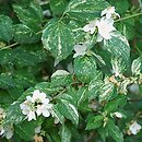 Philadelphus Innocence