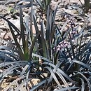 Ophiopogon planiscapus (konwalnik płaskopędowy)