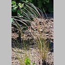Stipa barbata (ostnica bródkowa)