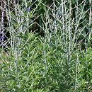 Salvia yangii Little Spire