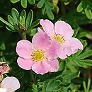 Potentilla fruticosa Pink Beauty