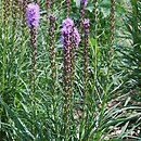 Liatris spicata Rosea
