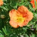 Potentilla fruticosa Red Joker