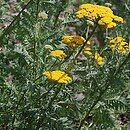Achillea filipendulina (krwawnik wiązówkowaty)