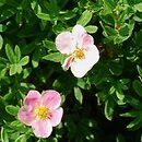 Potentilla fruticosa Novo