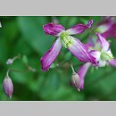 Clematis ×triternata (powojnik potrójny)