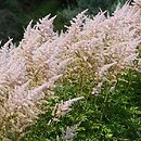 Astilbe ×rosea Lachskönigin