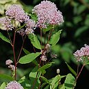 Ceanothus ×pallidus (prusznik blady)