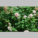 Ceanothus americanus (prusznik amerykański)