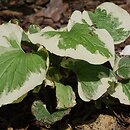 Brunnera macrophylla Variegata