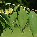 Halesia tetraptera var. monticola