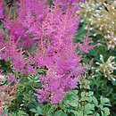 Astilbe ×rosea Gloria Purpurea
