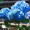 Hydrangea macrophylla Bela