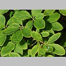 Menziesia pilosa