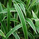 Carex siderosticta Variegata