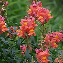 Antirrhinum (wyżlin)