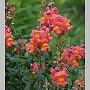 Antirrhinum majus (wyżlin większy)