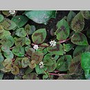 Persicaria capitata (rdest główkowaty)