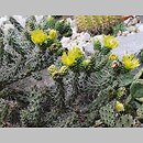 Cylindropuntia whipplei