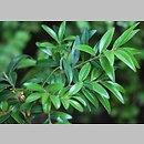 Buxus wallichiana (bukszpan Wallicha)