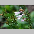 Penstemon venustus