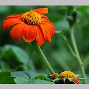 Tithonia rotundifolia (titonia okrągłolistna)