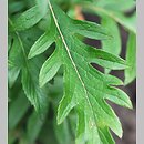 Serratula wolffii