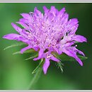 Scabiosa holosericea