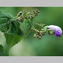 Strobilanthes attenuata (strobilant zwężony)