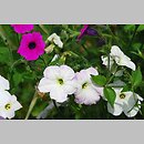 Petunia violacea