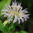 Monarda fistulosa (pysznogłówka dęta)