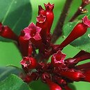 Cestrum (pieczennik)