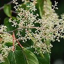 Poliothyrsis sinensis (poliotyrsis chiński)